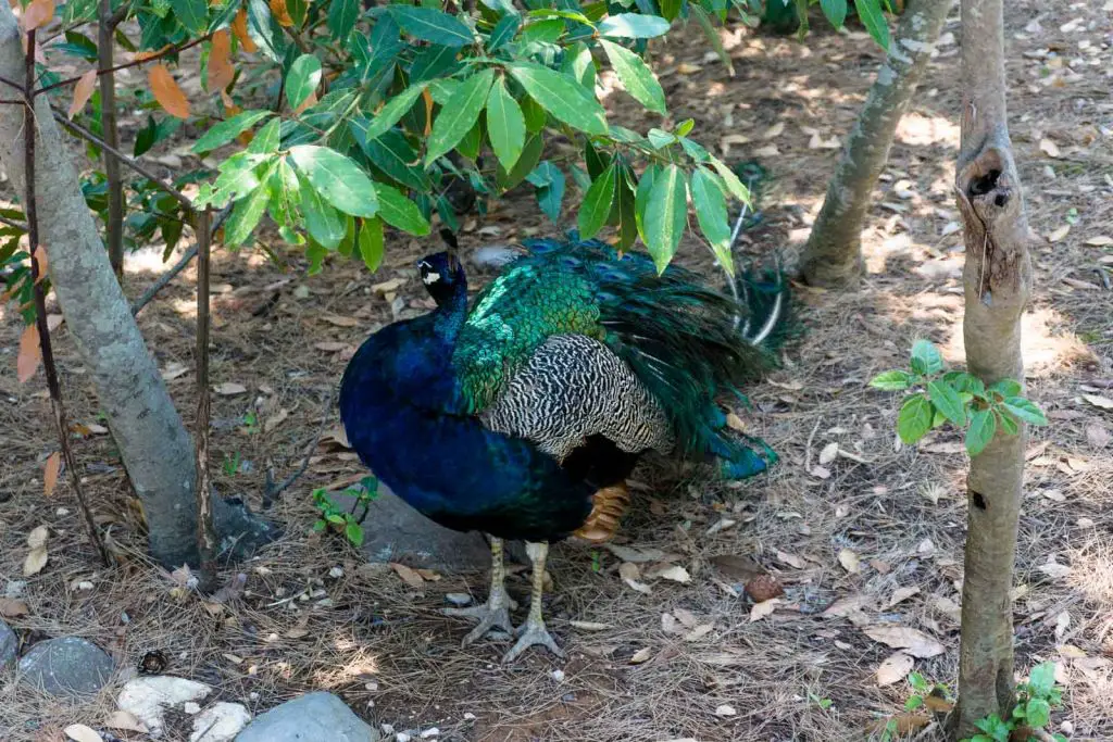 lokrum island peacock dubrovnik