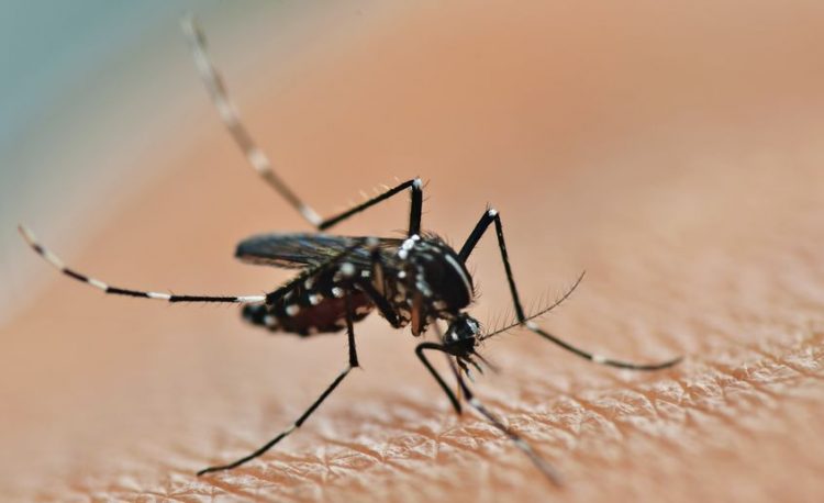 Malaria mosquitoes
