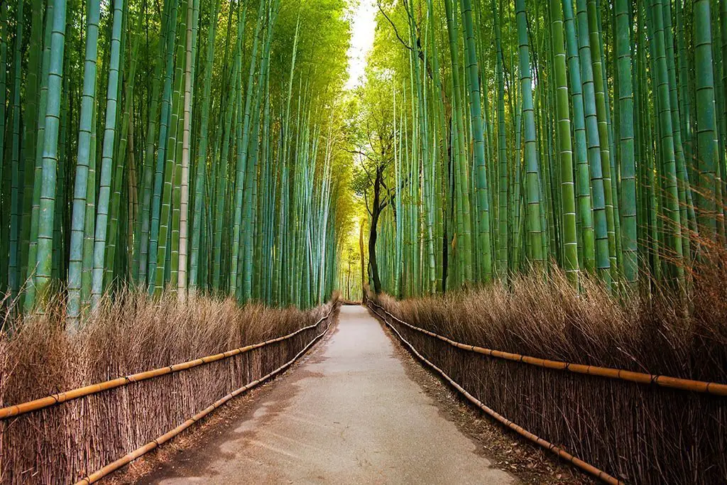 Bamboo forest japan kyoto