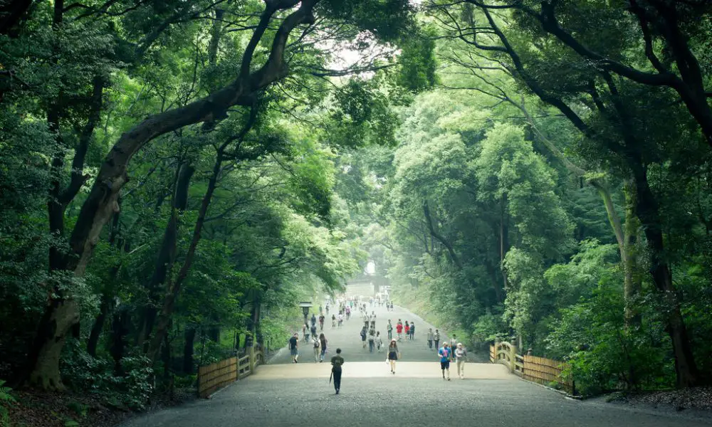 Meiji jingu forest tokyo