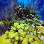 Half Moon caye diving belize