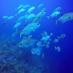 Long Caye Aquarium school of Jackfish