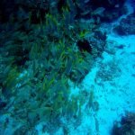 Cozumel diving corals