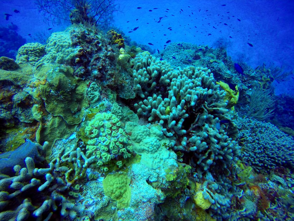 Cozumel diving corals