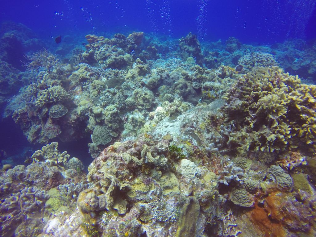 Cozumel diving corals