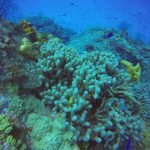 schooling fish cozumel scuba diving