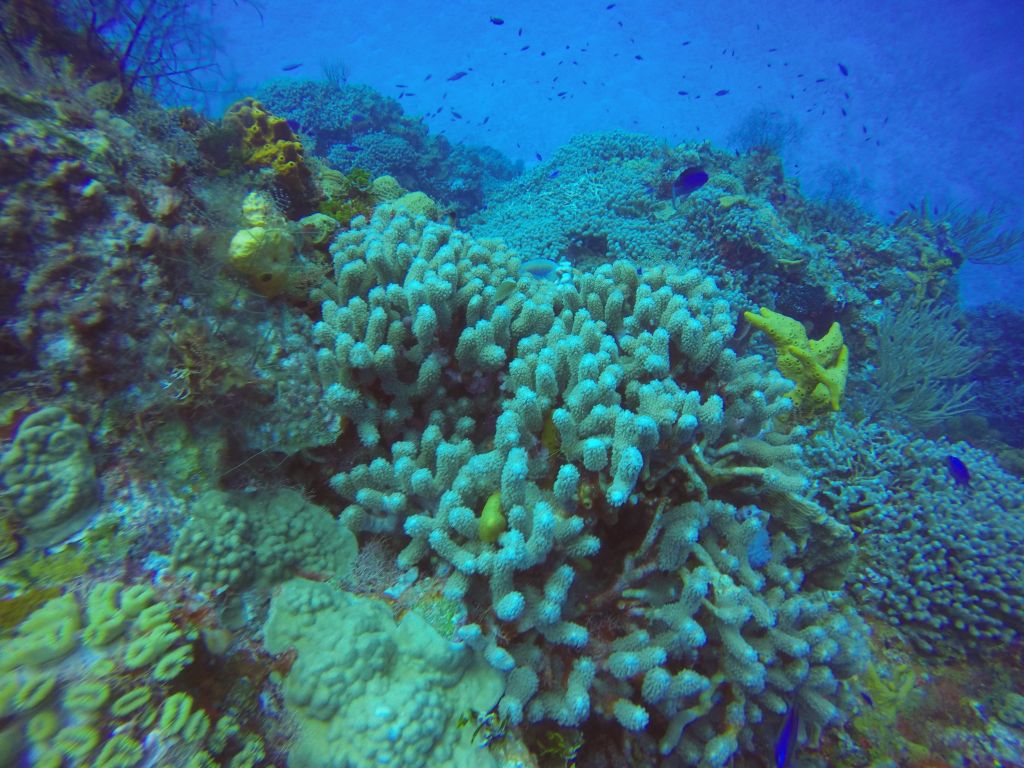 schooling fish cozumel scuba diving