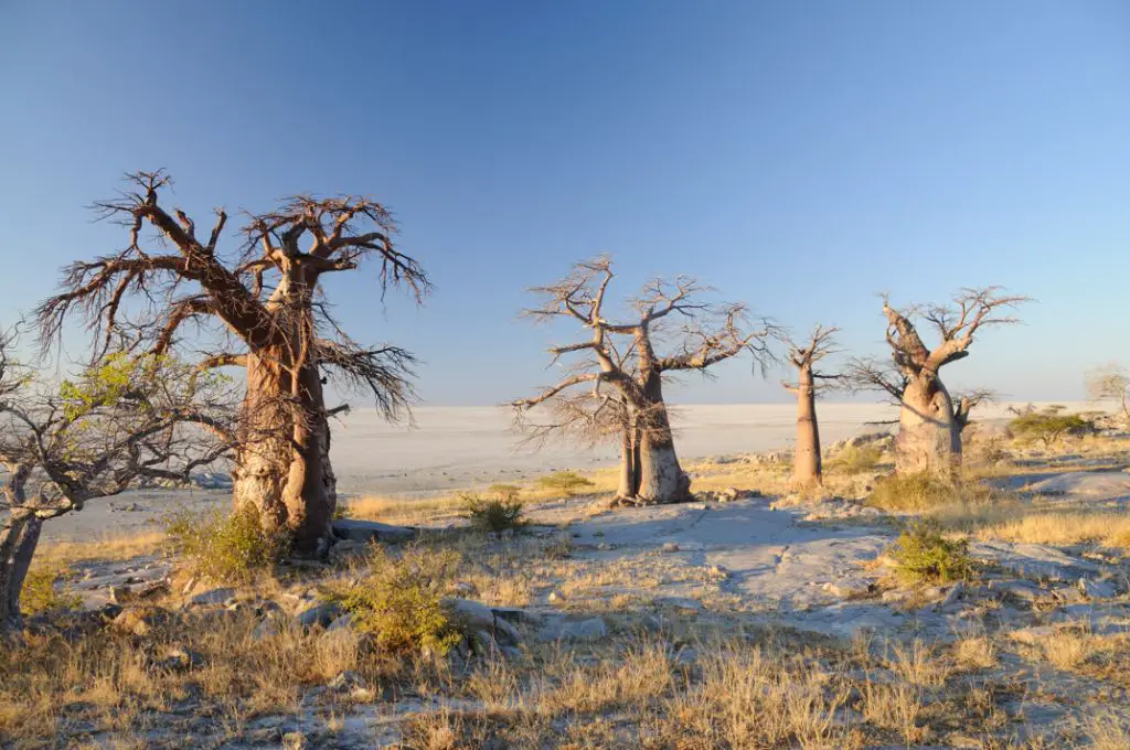The stunning salt pans and baobab trees in the Makgadikgadi Park