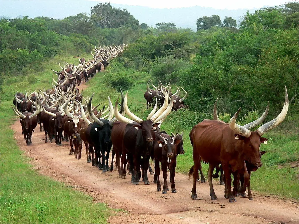 Ankole cows uganda