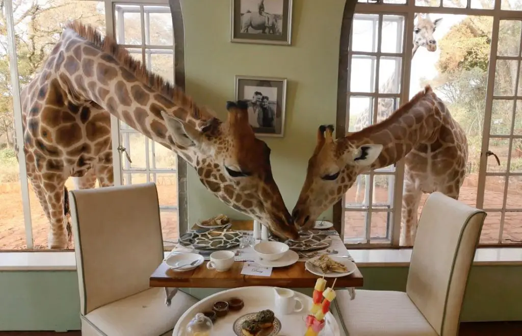 giraffe manor nairobi breakfast views