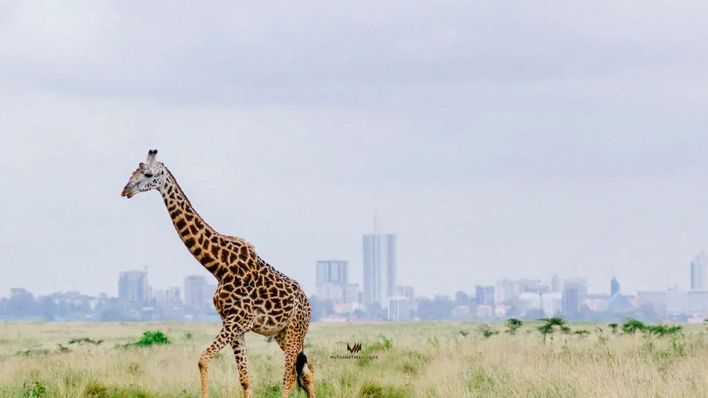 Nairobi Giraffe view of the city
