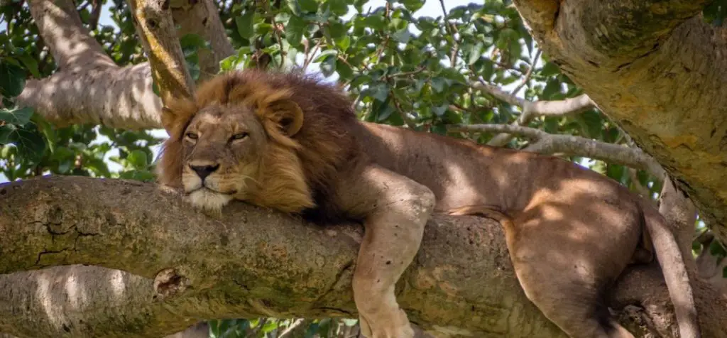 tree climbing lions queen elizabeth national park uganda