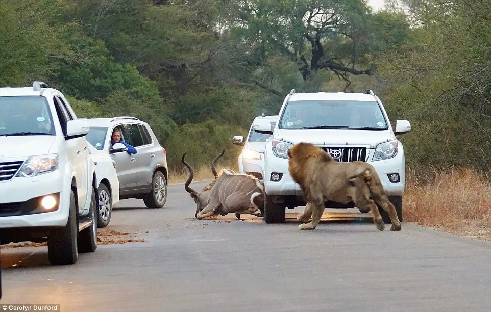 lion kudu kill in kruger national park