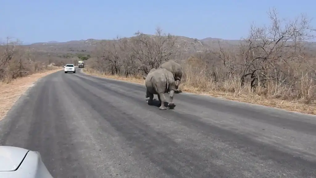 kruger rhino crossing