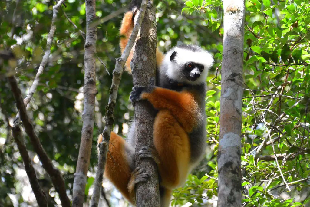 coquerel lemur