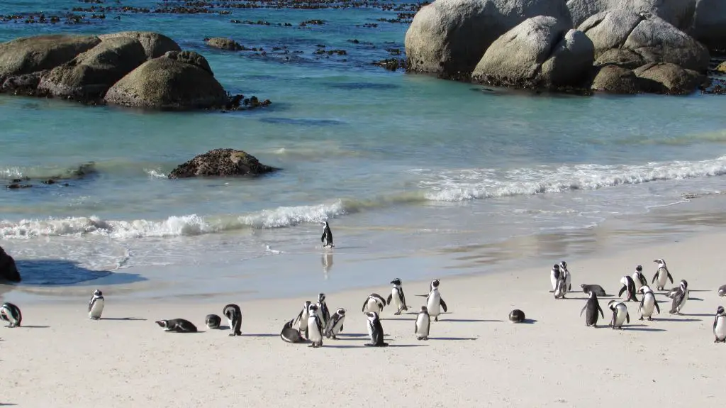 penguin boulder beach cape town
