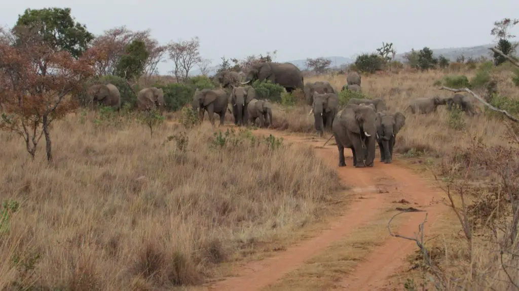elephants south africa herd