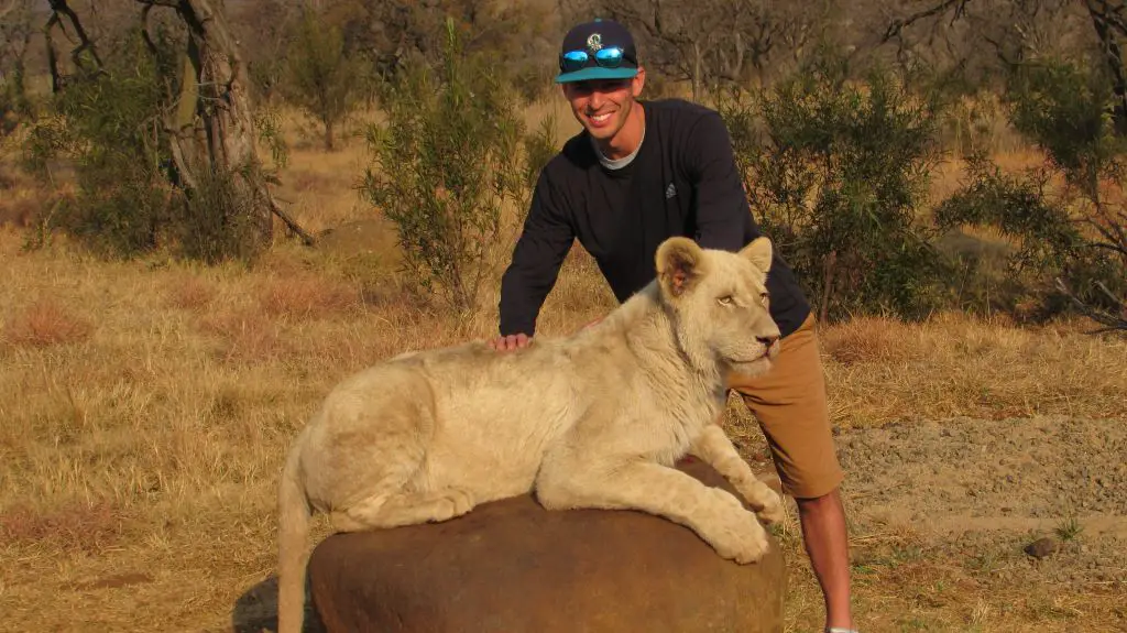 lion park lion walk safari south africa