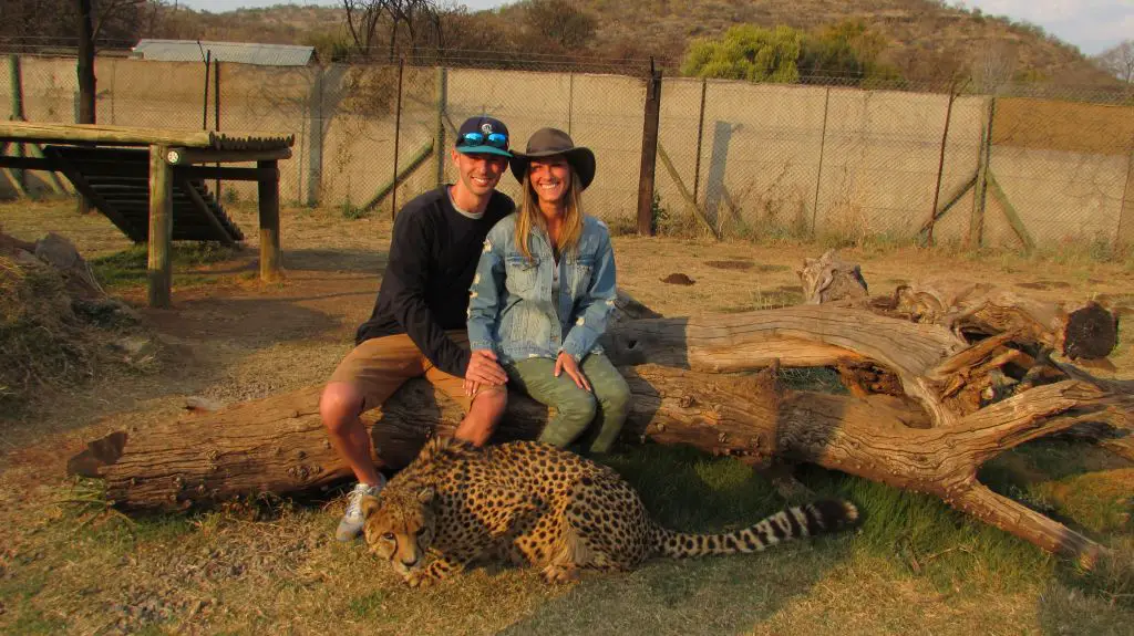 cheetah lion park safari south africa johannesburg