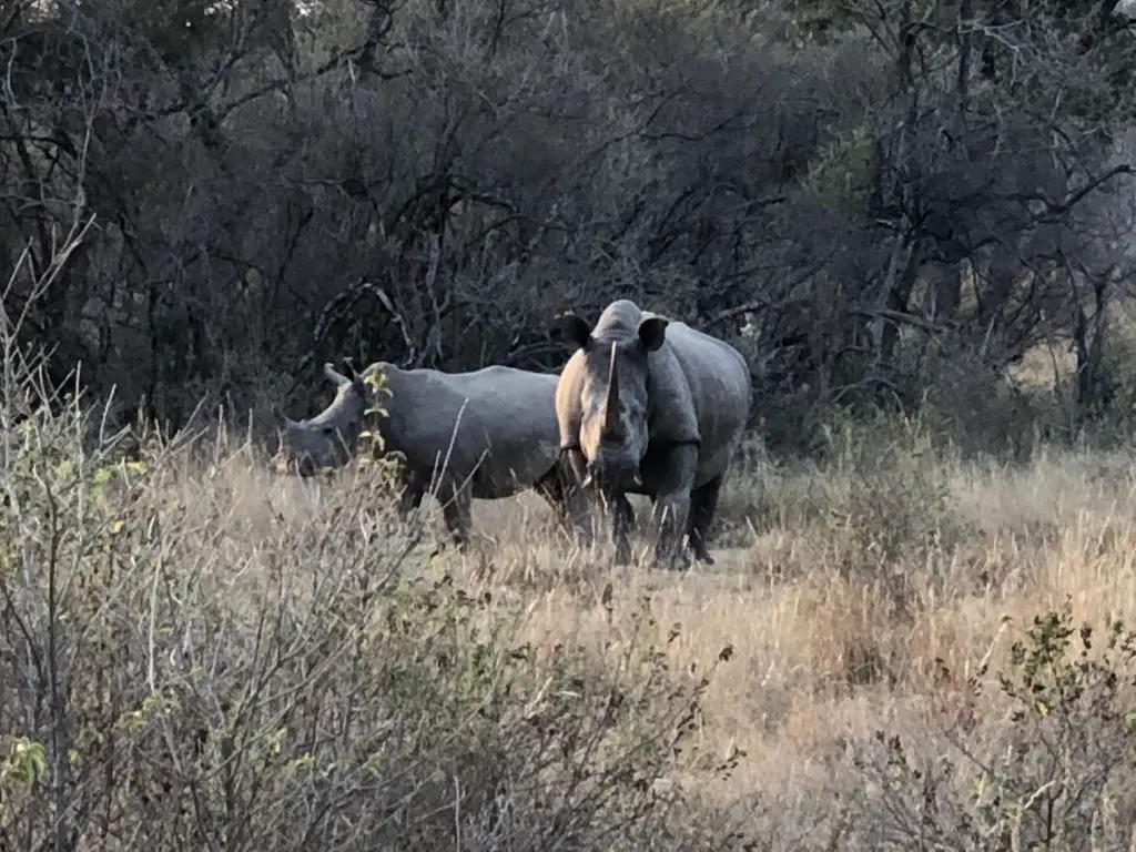 Rhino mhondoro