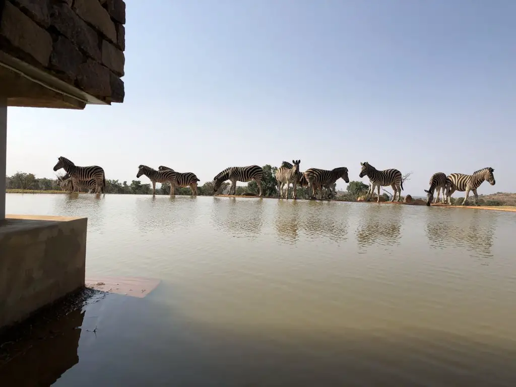 zebras mhondoro watering hole