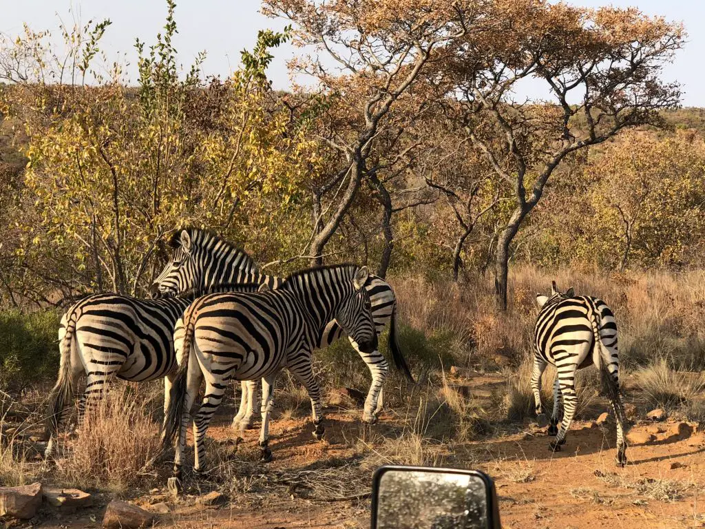zebras mhondoro south africa