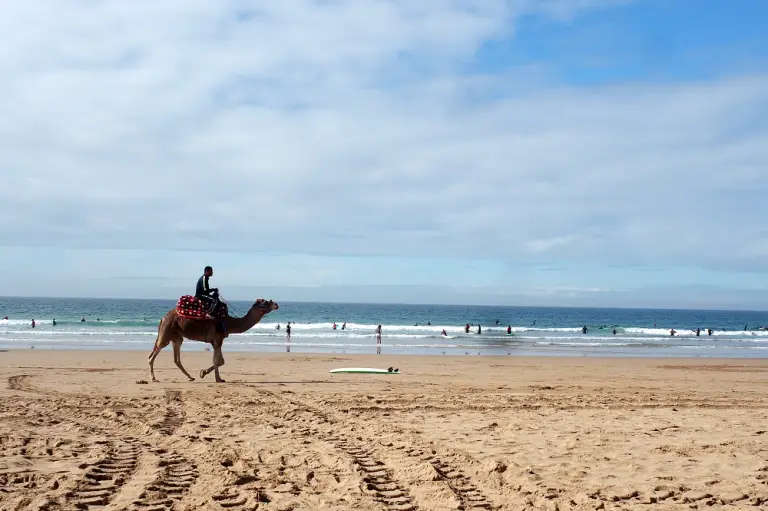 camel taghazout morocco surf