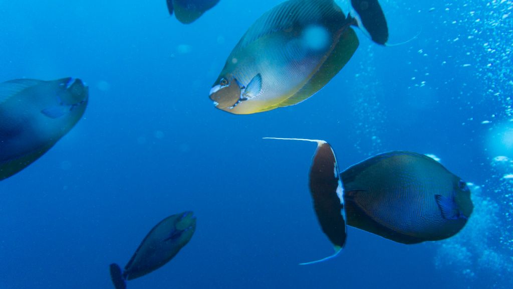 Rasdhoo Thoddoo diving Maldives
