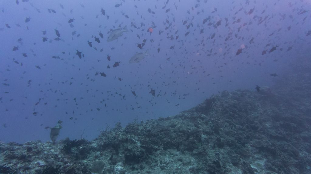 Rasdhoo Thoddoo diving Maldives