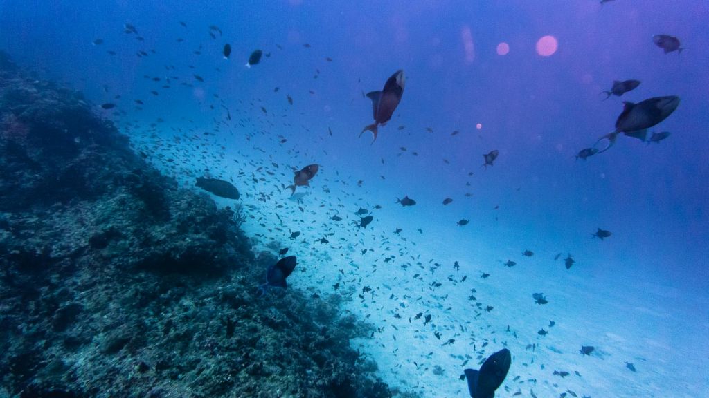 Rasdhoo Thoddoo diving Maldives