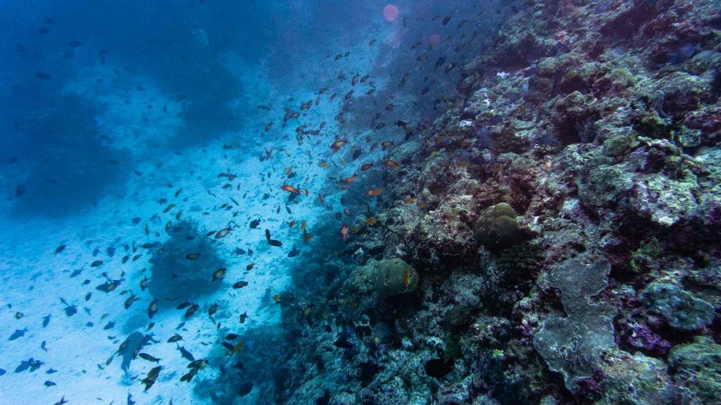 Rasdhoo Thoddoo diving Maldives