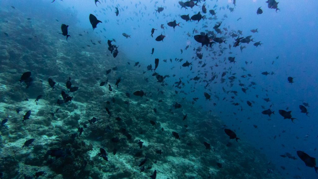 Rasdhoo Thoddoo diving Maldives