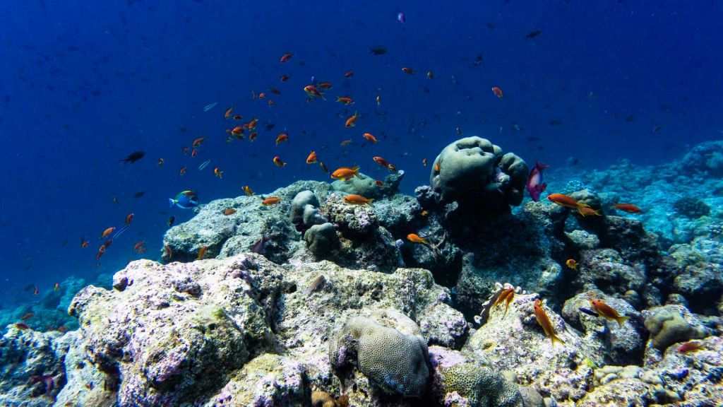 Rasdhoo Thoddoo diving Maldives