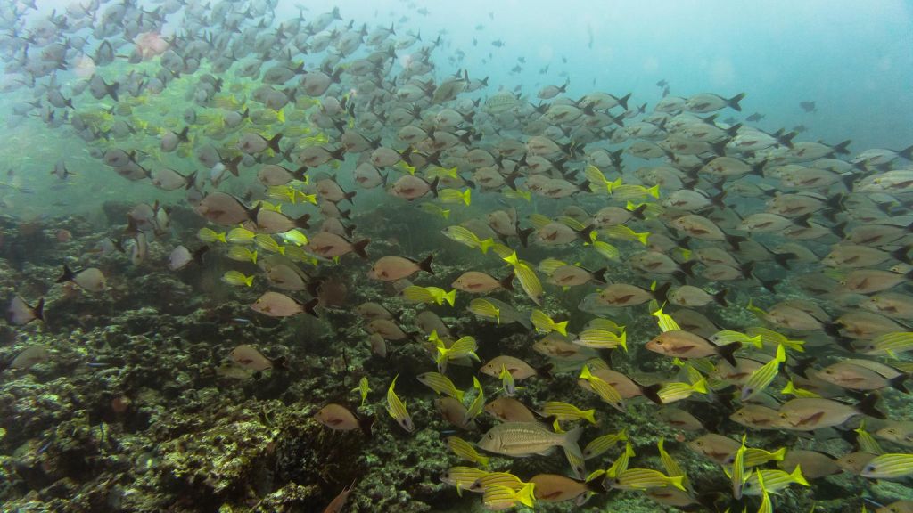yellow snapper khudarah thila maldives scuba diving