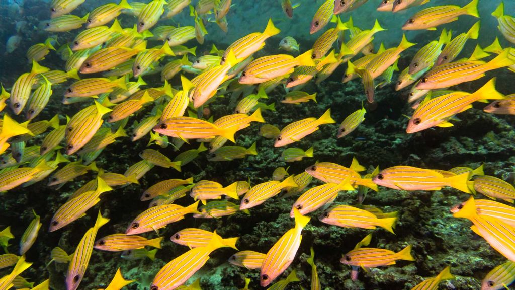 yellow snapper khudarah thila maldives scuba diving