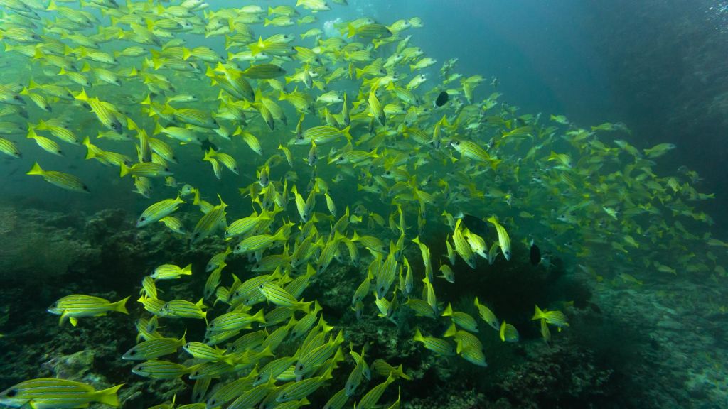 yellow snapper khudarah thila maldives scuba diving