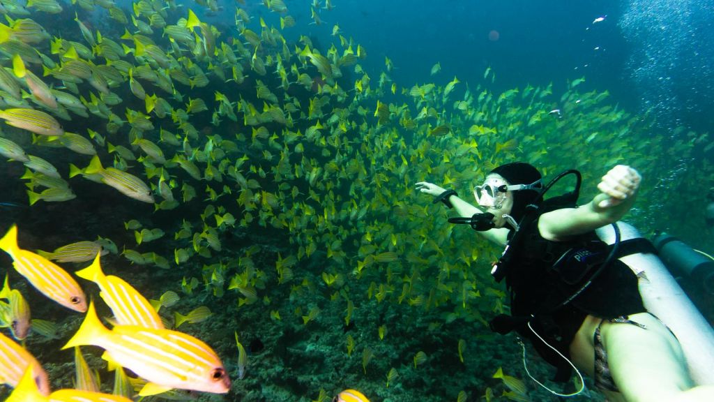 yellow snapper khudarah thila maldives scuba diving
