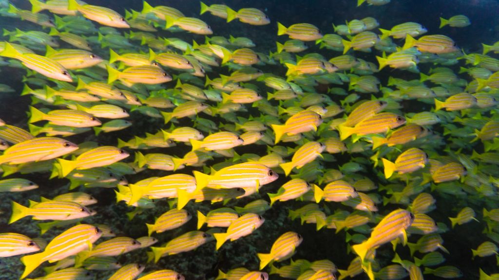 yellow snapper khudarah thila maldives scuba diving