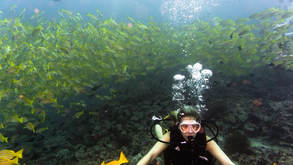 yellow snapper khudarah thila maldives scuba diving