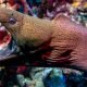 moray eel scuba diving
