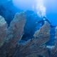 Stunning fan corals in Little brother diving