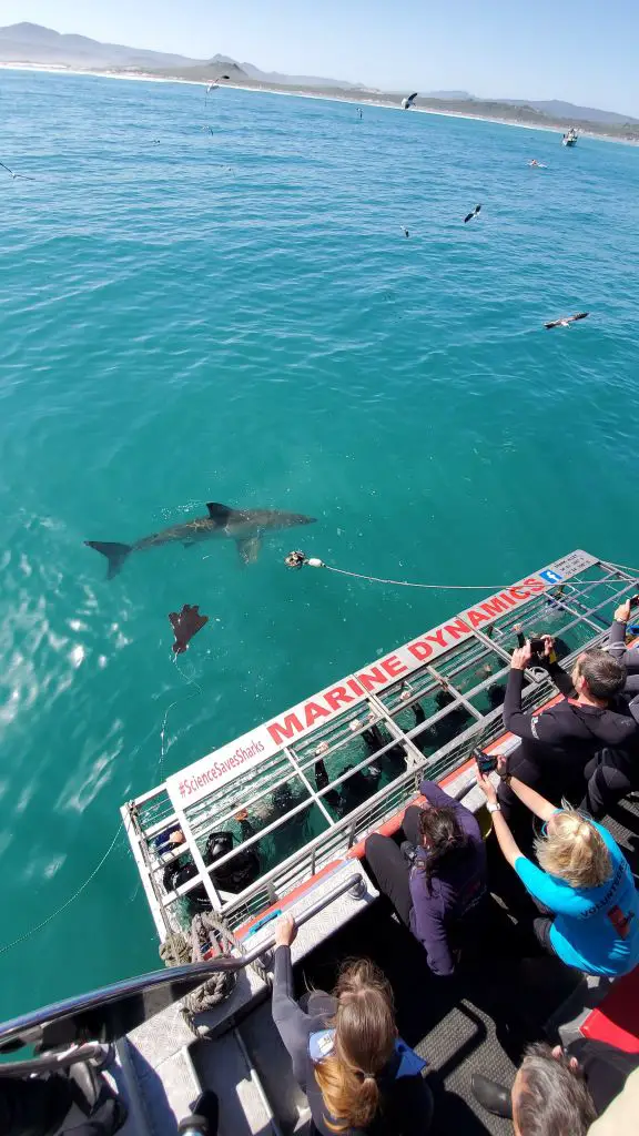 great white shark diving cape town