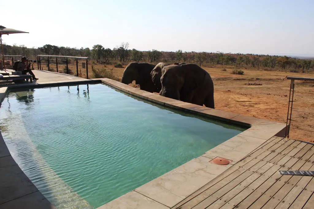 elephants drinking from pool south africa