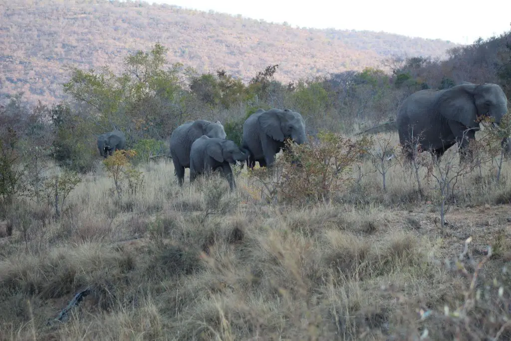 We saw a bunch of elephants too