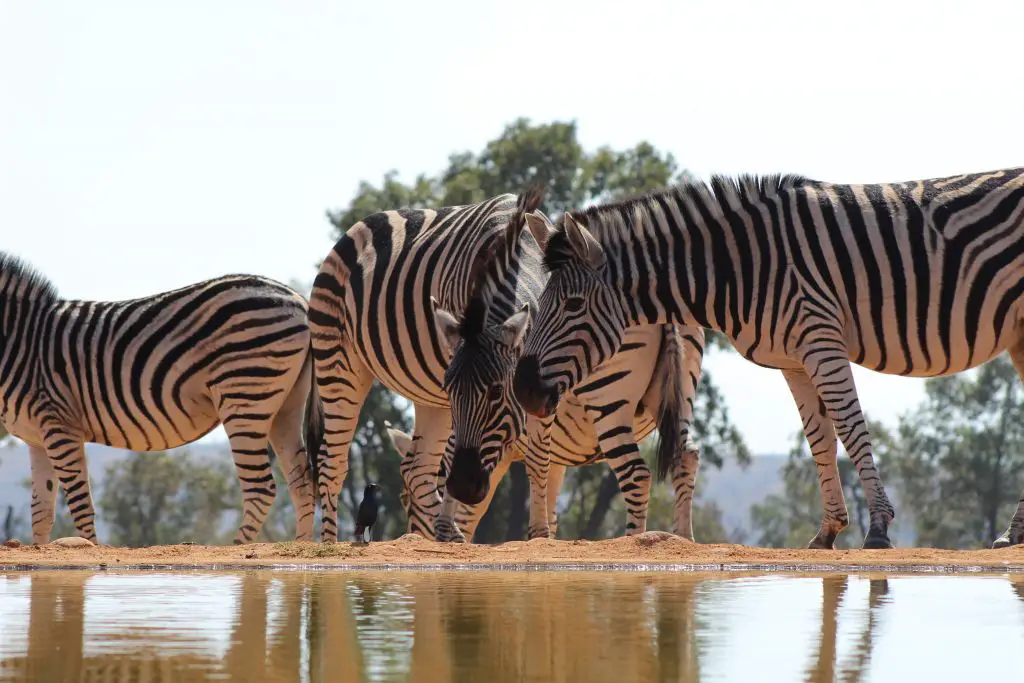Zebras drinking from the local watering hole at the lodge
