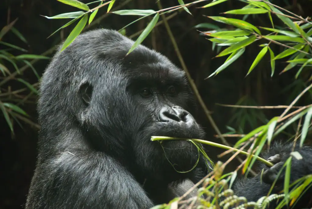 Rwanda Gorilla trekking silverback