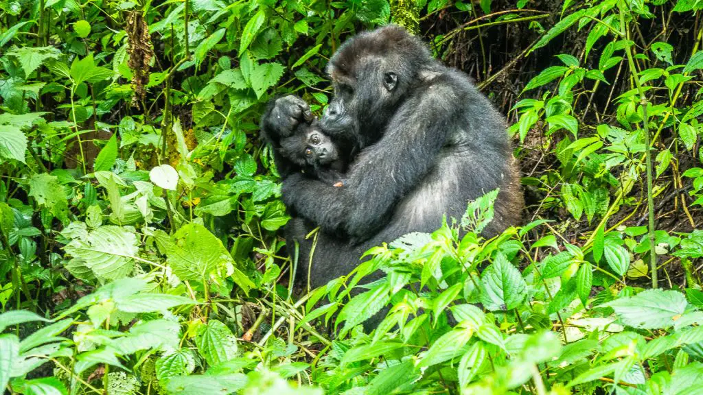 gorilla hugging her baby kahuzi biega congo gorilla trekking