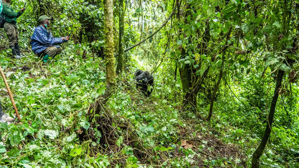 Kahuzi Biega National Park gorilla trekking