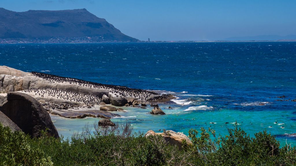 Boulder's Beach Penguins Cape Town Cape Point