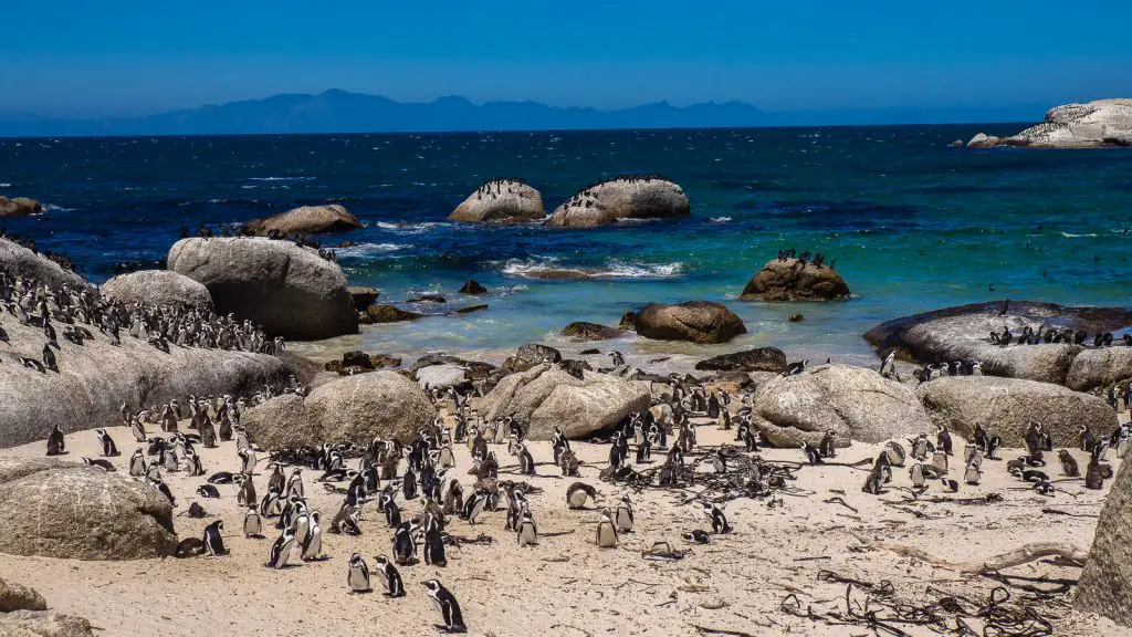 The famous Penguin colony of Boulder's beach!